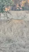 Cheetah Veera and Cub Enter Rajasthan's Baran District Again