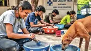 Chennai Volunteers Paint Bowls to Quench Stray Animals' Thirst This Summer