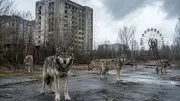 Chernobyl Wildlife Thrives Without Humans, Radiation Studies Reveal