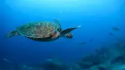 China Claims Foreign 'Spy Turtles' and 'Spy Fish' Used for Espionage in Its Waters