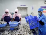 China Drives Record Frozen Shrimp Exports; US Tops Market in FY26