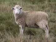 Climate Change Devastates Sheep Farming in South Africa's Drakensberg