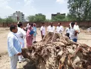 CM Flying Squad Uncovers Illegal Felling of 86 Trees at Hisar Roadways Workshop