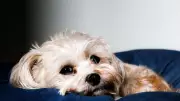 Common Human Foods That Secretly Harm Your Pet's Digestive Health