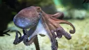 Common Octopus Population Boom Off Southwest England Continues for Second Year