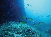 Community-led survey documents 120 sea crabs, 80 marine worms off Thiruvananthapuram coast