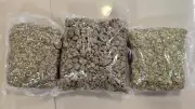 Customs Seize Rs 3.57 Crore Hydroponic Ganja at Bengaluru Airport