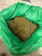 Customs seizes 11kg hydroponic ganja worth ₹11 crore at Chennai airport