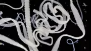 Dangerous Tapeworm Spreads to Pacific Northwest, Infecting Coyotes and Threatening Humans
