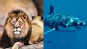Deadliest Animals: Mosquitoes, Snails, and Bugs Kill More Than Sharks and Lions
