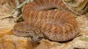 Death Adder Identification: Key Features, Habitat, and Safety Tips