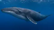 Decades-Old Fossil Rewrites Baleen Whale Evolution Story