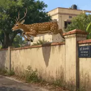 Deer Escape Mini Zoo in Kalaburagi, Cause Panic; Forest Officials Launch Rescue