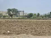 Delayed Monsoon Raises Concerns for Pulse Crops in Pune District