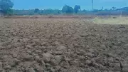 Delayed Monsoon Threatens Maharashtra's Onion Belt: Farmers Anxious