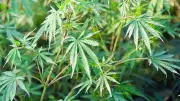 Delhi Court Acquits Man in 10 kg Marijuana Case Due to Procedural Breach