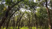Digital Database Captures India's Vast Tree Diversity with 4,000+ Species