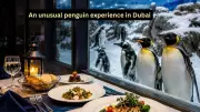 Dine with Penguins in Dubai: A Unique Sub-Zero Experience