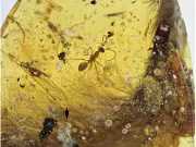Dinosaur Tail with Feathers Found Preserved in Amber from Myanmar