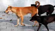 Dog Bite Surge Demands Urgent Public Health Audit