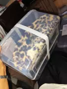 DRI Seizes Leopard Skin in Surat, Two Arrested for Attempted Sale