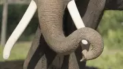 Driver Provokes Elephant in Chikkamagaluru, Forest Department Probes