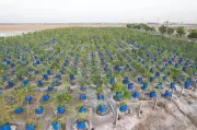 Drum Plantation Transforms Dholera's Saline Barren Land into Green Oasis