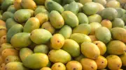 Dudhiya Maldah: The Rare Mango from Bihar with a Royal Tale