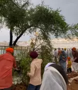 Dukh Bhanjani Beri Damaged in Storm at Golden Temple; Clean-Up Underway