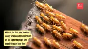 Early Signs of Termite Infestation: Where They Attack First
