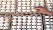 Egg Price Hits Record Rs 6.45 in Namakkal, May Rise to Rs 7