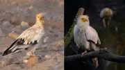 Egyptian Vulture Faces Local Extinction in Andhra Pradesh's Rayalaseema Region