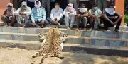 Eight Arrested with Leopard Skin in Odisha Joint Forest Raid