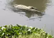 Eight-foot crocodile found dead in Vadodara's Vishwamitri River