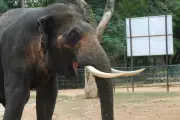 Elephant calf dies after falling into open well in West Bengal's Nayagram