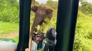 Elephant Chases Safari Vehicle at Bandipur, Tourists Safe