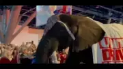 Elephant Pees at Texas GOP Convention; Democrats Call It Perfect Metaphor