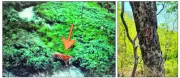Endangered Bengal Tiger Spotted in Paonta Forest, Sirmaur