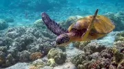 Environment Ministry Releases SOP for Sea Turtle Conservation in Lakshadweep