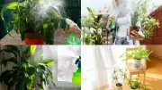 Essential Summer Care Tips for Thriving Indoor Plants