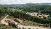 Eucalyptus Boom in Spain's Galicia Reduces Native Bird Populations, Study Finds