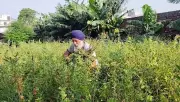 Ex-serviceman Gurbinder Singh leads organic farming revolution in Amritsar