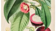 Exhibition in Bengaluru Shows How Plants Shape Politics and Daily Life