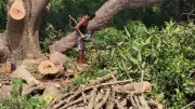 Farmer cuts down 55 ancient mango trees to repay rising bank loans in Krishnagiri