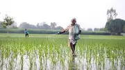 Farmers Boost Organic Manure Use in Kharif Season, Signal Shift from Chemical Fertilisers
