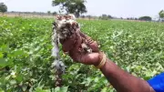 Farmers March 37 Km Half-Clad in Crop Compensation Protest in Haryana