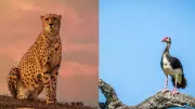 Faster Than a Cheetah: 6 Animals That Leave the Big Cat in the Dust