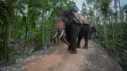 Fatal Wild Elephant Attacks Put Kerala Government in a Spot