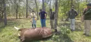 Female Indian Gaur Dies from Suspected Sunstroke in Chandrapur Forest