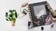 Feng Shui Money Plant Tips to Attract Wealth and Prosperity